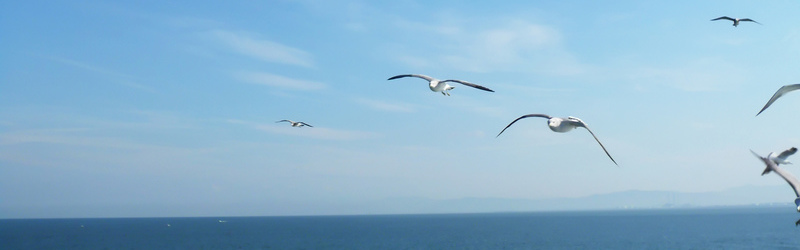 米肌〜まいはだ〜情報サイト